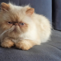 İran Kedisi (Persian), Kedi  Mocha fotoğrafı