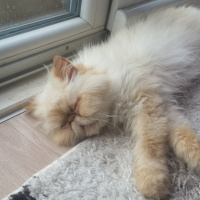 İran Kedisi (Persian), Kedi  Mocha fotoğrafı