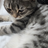 British Shorthair, Kedi  Asel fotoğrafı