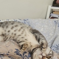 British Shorthair, Kedi  Asel fotoğrafı