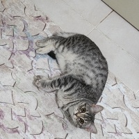 British Shorthair, Kedi  Asel fotoğrafı