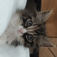 Tekir Kedi, Kedi  Cookie fotoğrafı