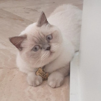 British Shorthair, Kedi  Lucky fotoğrafı