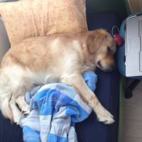 Golden Retriever, Köpek  Melo fotoğrafı