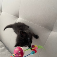 Tekir Kedi, Kedi  Gece fotoğrafı