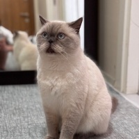 British Shorthair, Kedi  Çakır fotoğrafı