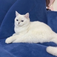 British Shorthair, Kedi  Luna fotoğrafı