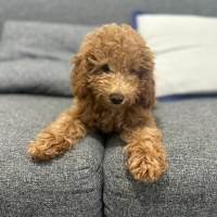 Poodle(Standart Kaniş), Köpek  elektra fotoğrafı