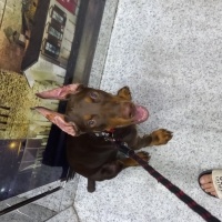 Doberman Pinscher, Köpek  Pascal fotoğrafı