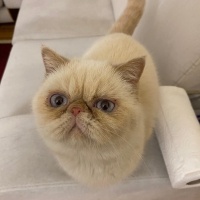 Exotic Shorthair, Kedi  Kokina fotoğrafı