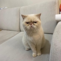 Exotic Shorthair, Kedi  Kokina fotoğrafı