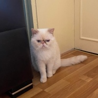 Exotic Shorthair, Kedi  Kokina fotoğrafı