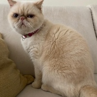 Exotic Shorthair, Kedi  Kokina fotoğrafı