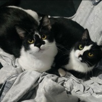 Tuxedo (Smokin) Kedi, Kedi  Robin fotoğrafı