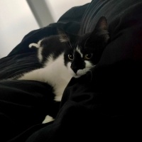 Tuxedo (Smokin) Kedi, Kedi  Robin fotoğrafı
