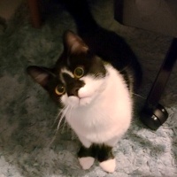 Tuxedo (Smokin) Kedi, Kedi  Robin fotoğrafı