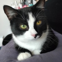 Tuxedo (Smokin) Kedi, Kedi  Alfred fotoğrafı