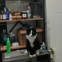 Tuxedo (Smokin) Kedi, Kedi  Alfred fotoğrafı