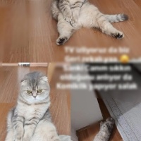 Scottish Fold, Kedi  Badem fotoğrafı