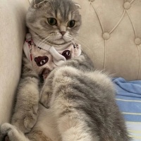 Scottish Fold, Kedi  Badem fotoğrafı