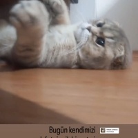 Scottish Fold, Kedi  Badem fotoğrafı
