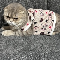 Scottish Fold, Kedi  Badem fotoğrafı