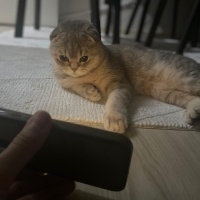 Scottish Fold, Kedi  Badem fotoğrafı