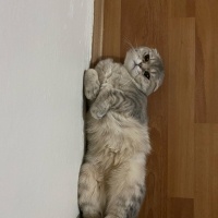 Scottish Fold, Kedi  Badem fotoğrafı