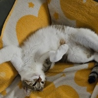 Tekir Kedi, Kedi  BETON fotoğrafı