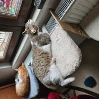 Tekir Kedi, Kedi  BETON fotoğrafı