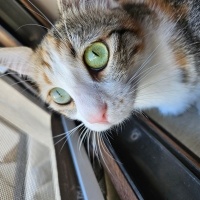 Tekir Kedi, Kedi  BETON fotoğrafı