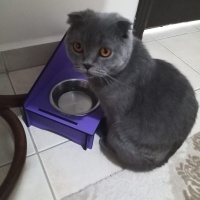 Scottish Fold, Kedi  ESTUS fotoğrafı