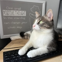 Tekir Kedi, Kedi  MAYHOŞ fotoğrafı
