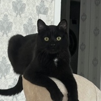 Bombay, Kedi  Patik fotoğrafı