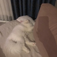 İran Kedisi (Persian), Kedi  şans fotoğrafı
