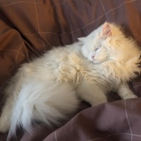İran Kedisi (Persian), Kedi  şans fotoğrafı