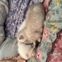 British Shorthair, Kedi  Pamuk fotoğrafı