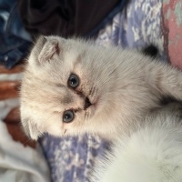 British Shorthair, Kedi  Pamuk fotoğrafı