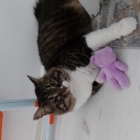 Tekir Kedi, Kedi  Mona fotoğrafı