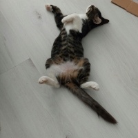 Tekir Kedi, Kedi  Mona fotoğrafı