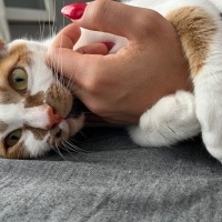 Tekir Kedi, Kedi  Morris fotoğrafı