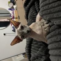 Sphynx, Kedi  Prenses fotoğrafı