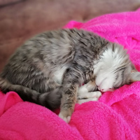 Maine Coon, Kedi  şans fotoğrafı