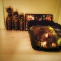 Maine Coon, Kedi  şans fotoğrafı