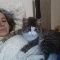 Maine Coon, Kedi  şans fotoğrafı