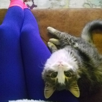Maine Coon, Kedi  şans fotoğrafı
