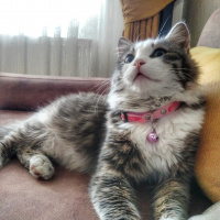 Maine Coon, Kedi  şans fotoğrafı