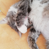 Maine Coon, Kedi  şans fotoğrafı