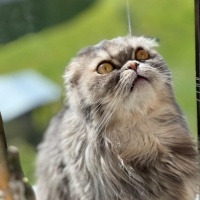 Scottish Fold, Kedi  Şıpıdık fotoğrafı