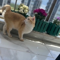 British Shorthair, Kedi  Karamel fotoğrafı